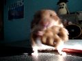 hamster time.jpg
